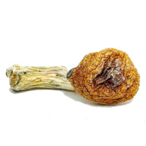 Amazonian Mushroom for sale Amazonian Mushroom