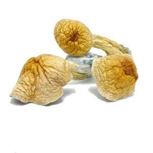 Buy African Transkei Mushroom African Transkei Mushroom