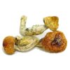 Buy Amazonian Mushroom Amazonian Mushroom