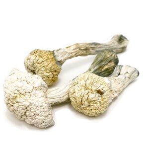 Buy-Avery-Albino-Mushroom Avery Albino Mushroom