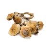 B+ Magic Mushrooms
