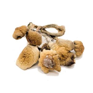 Buy-B-Magic-Mushrooms B+ Magic Mushrooms
