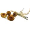 Brazilian Magic Mushroom