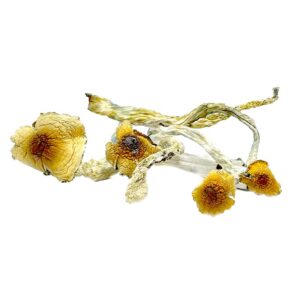 Buy Huatla Magic Mushrooms Huatla Magic Mushrooms