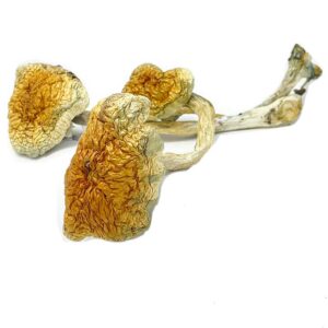 Buy Mckennaii Magic Mushrooms Mckennaii Magic Mushrooms