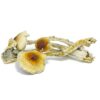 Buy Nepalese Chitwan Mushrooms Nepalese Chitwan Mushrooms