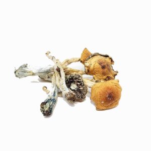 Buy Puerto Rican Magic Mushrooms Puerto Rican Magic Mushrooms