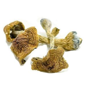 Buy Space Coast Magic Mushrooms Space Coast Magic Mushrooms