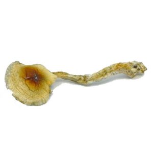 Nepalese Chitwan Mushrooms for sale Nepalese Chitwan Mushrooms