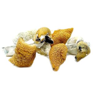 buy Golden Teacher Mushroom Golden Teacher Mushroom